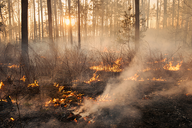 España afronta una de las peores temporadas de incendios en tres décadas, con más de 280.000 hectáreas calcinadas en 2026